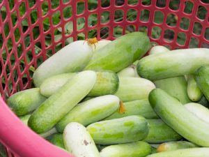 Beschrijving van variëteiten van witte komkommers