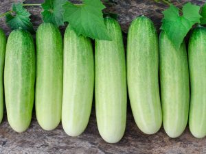 Characteristics of the White Angel cucumber variety