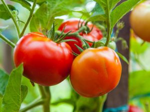 Egenskaper och beskrivning av tomater av sorten White Naliv