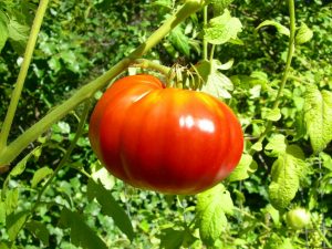 Vlastnosti odrůdy rajčat hovězího masa