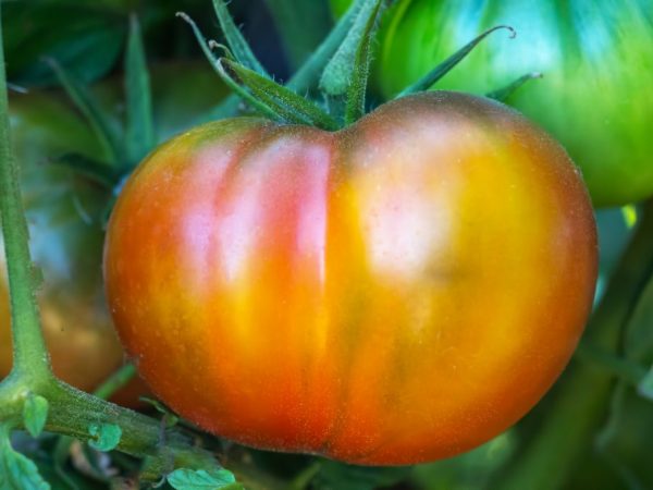Tomatenvruchten zijn groot met een tere schil