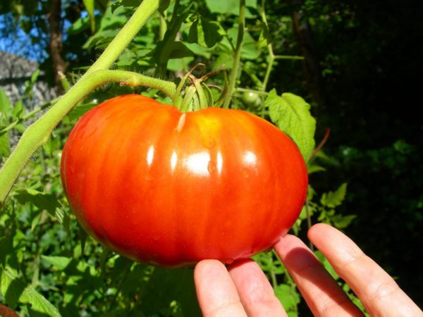 Charakteristika odrůdy rajčat Biftek