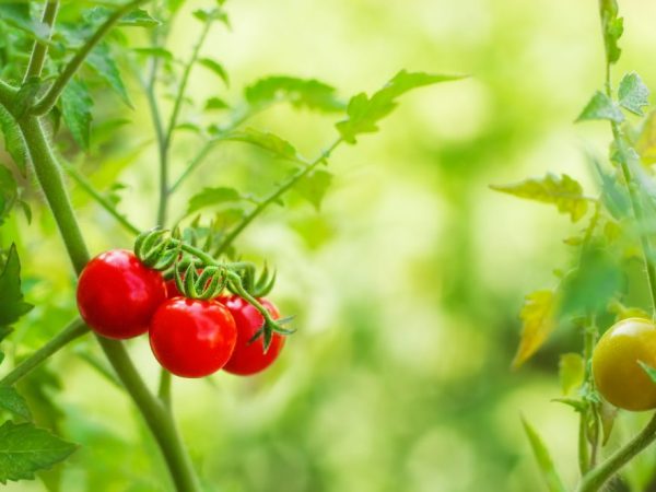 Egenskaper för Bobcat-tomat
