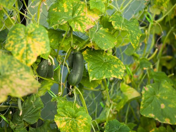 Treatment of diseases of cucumbers in the greenhouse