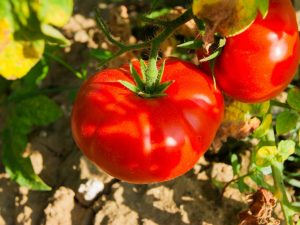 Beschrijving van tomaat Boni-MM