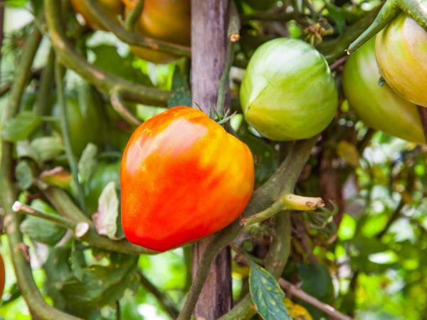 Beschrijving van de variëteit aan tomaten Runderhart