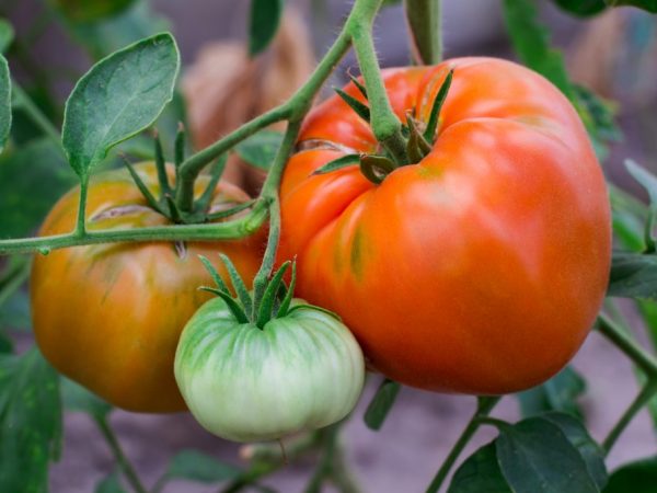 Beskrivning av tomater av Bull Lob-sorten