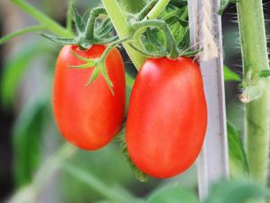 Características de la variedad de tomates `` Shuttle ''.