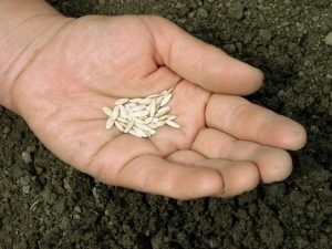 Princip zpracování semen okurky před výsadbou