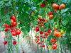 Tolkning av drömmar om tomater