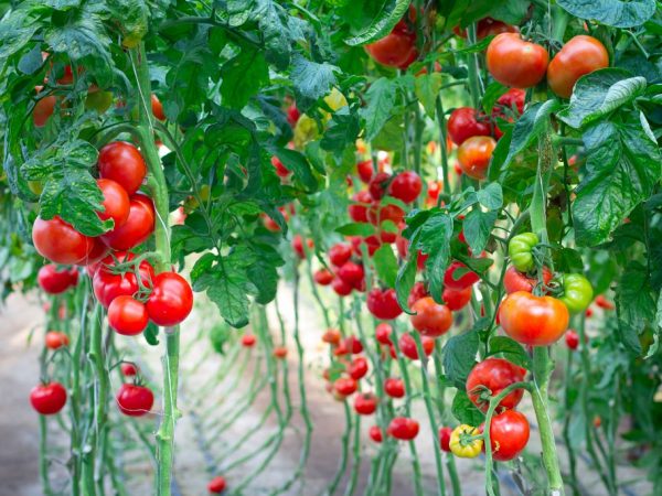 Interpretatie van dromen over tomaten