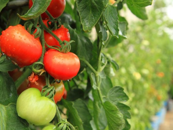 Een tomaat op een tak belooft een romantische relatie