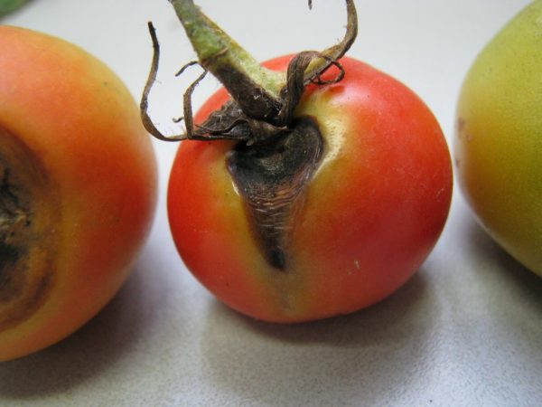 Een rotte tomaat in een droom duidt op een mislukking in de liefde.