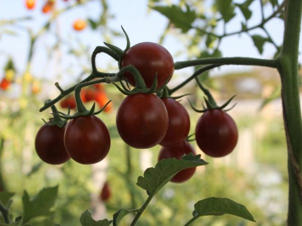 Χαρακτηριστικά της ποικιλίας ντομάτας Black Pear
