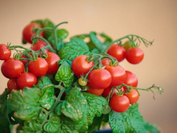 Cultivo de tomates cherry en el balcón y el alféizar de la ventana.
