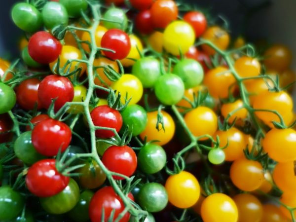 Er zijn verschillende soorten tomaten van deze variëteit.