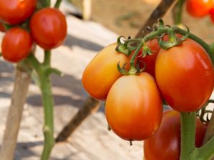 Beskrivning av Chibli-tomat