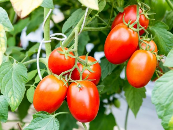 Características de los tomates Chio Chio San