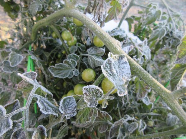 Ways to save frozen seedlings