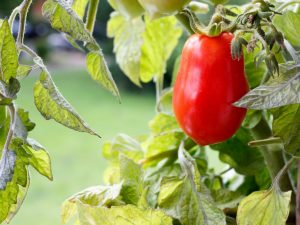 Kenmerken van de Miracle Walford-tomaat