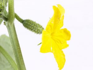 Beschrijving van de bloei van vrouwelijke en mannelijke komkommers