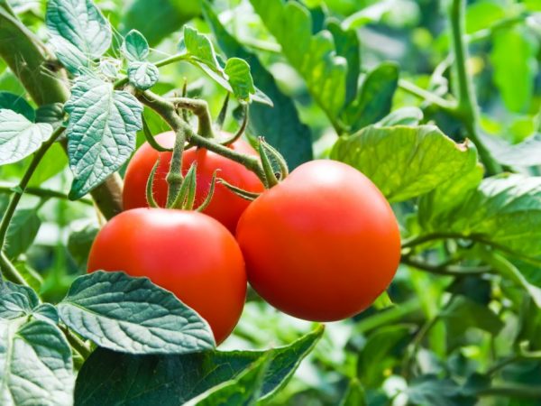 Kännetecken för Dachnik-tomater