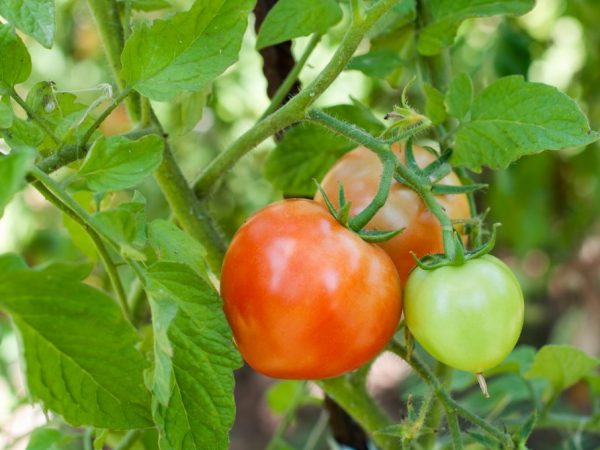 Kännetecken för Danko-tomater