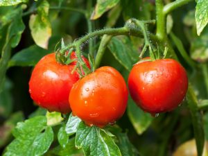 Kenmerken van de tomatensoort Dar Zavolzhya