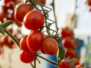 Beschrijving en kenmerken van De Barao-tomaat
