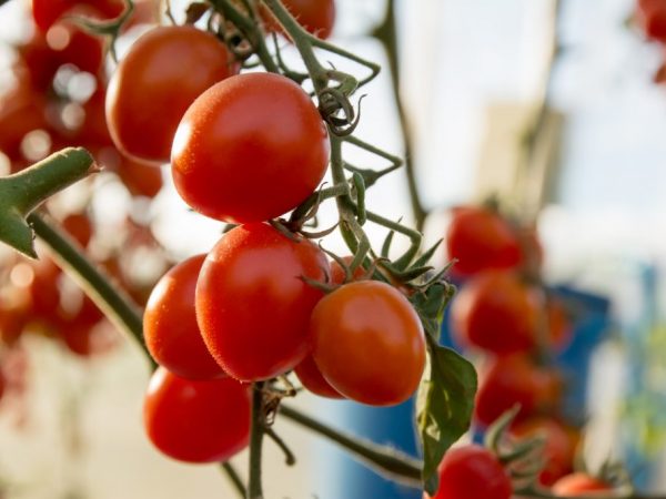 وصف وخصائص طماطم دي باراو