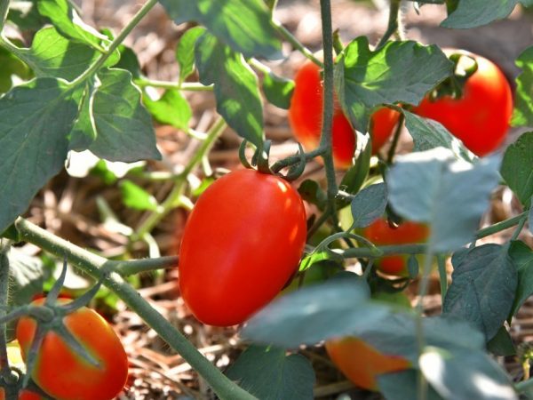 Charakteristika Tomato De Barao Tsarsky