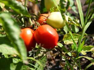 Kenmerken van De Barao Giant tomaat