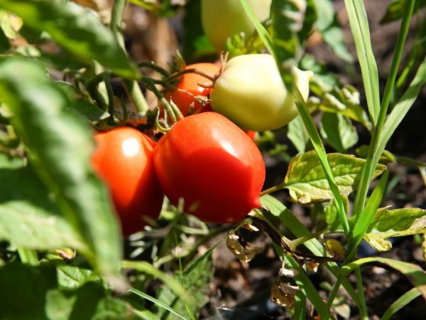 Kännetecken för De Barao Giant tomat