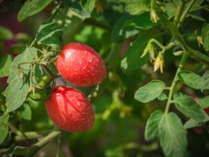 Beschrijving van tomaat De Barao Red