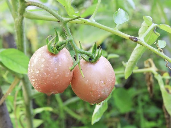 Kännetecken för Tomato De Barao Pink