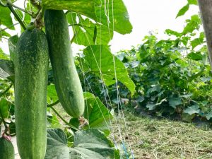 Beschrijvingen van variëteiten van lange komkommers