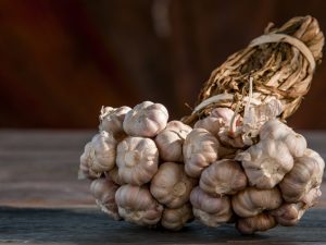 Garlic variety for the Moscow region