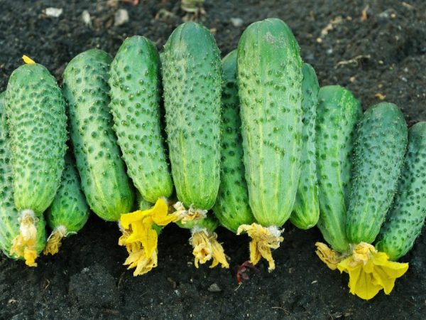 Kenmerken van komkommers van de variëteit Druzhnaya Semeyka