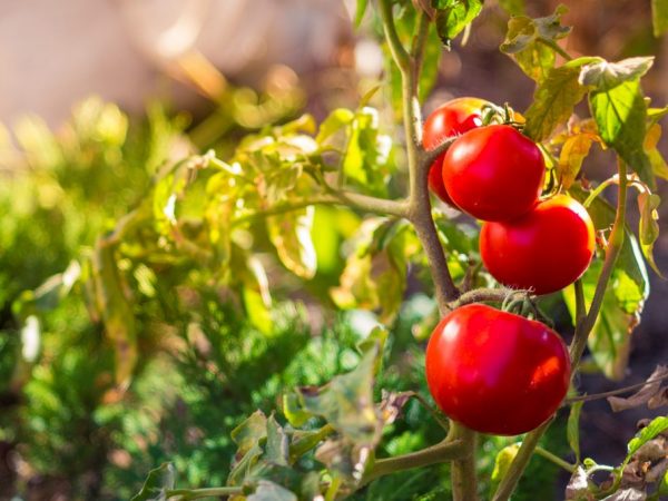 Beskrivning av Dubok-tomater