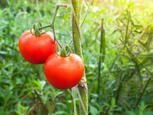 Kenmerken van de Dubrava-tomaat
