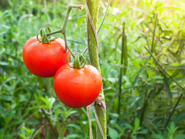 Charakteristika rajčat Dubrava