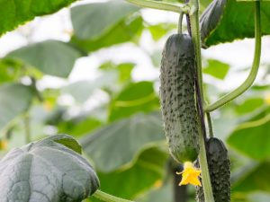 Beschrijving van de variëteit aan komkommers Uncle Fedor