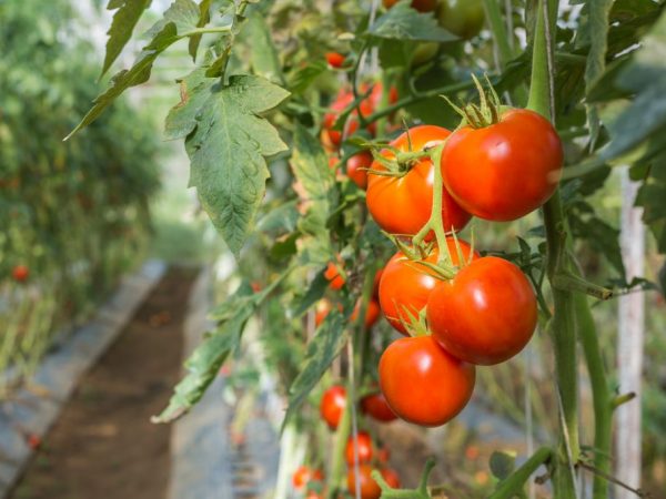 Beskrivning av Gina-tomater