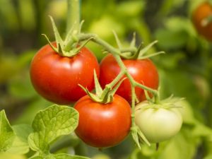 Beschrijving van Gina TST-tomaten