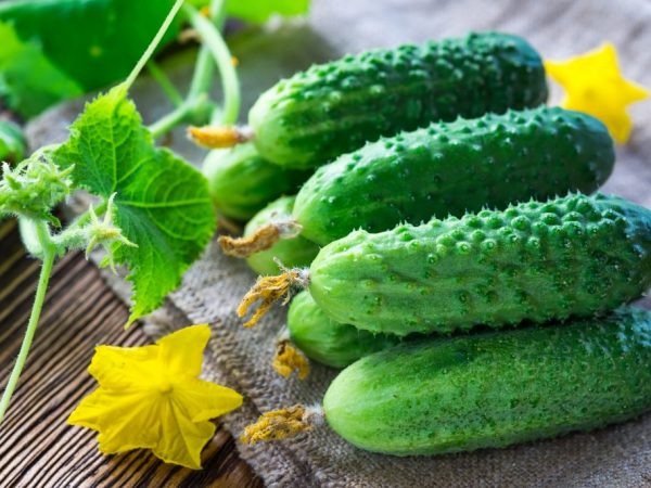 Beschrijving van de Ekol komkommersoort