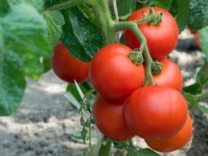 Kenmerken van de tomatenvariëteit Eupator