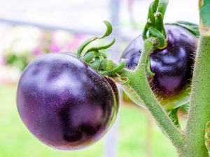 Odrůdy fialových rajčat