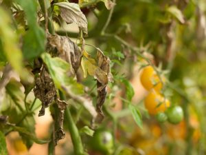 Bestrijding van Phytophthora op tomaten