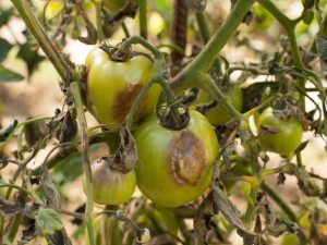 Användningen av Fitosporin för tomater