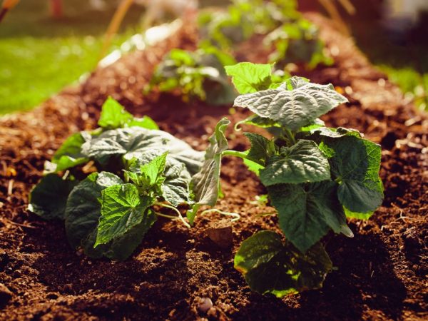 La fitosporina ayudará a enriquecer el suelo.